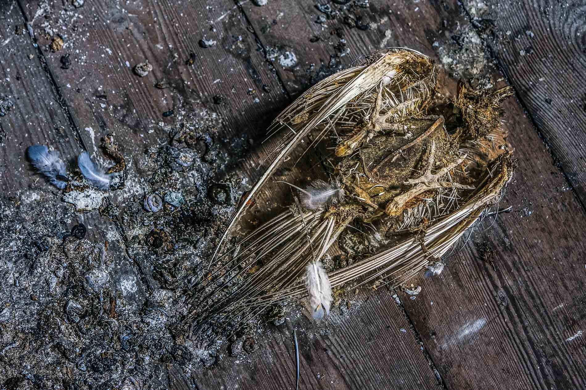 2602-VG-ooit was ik een duif